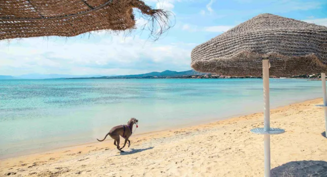 Campsites with dogs allowed in Sardinia - CampingDirect - Image n°2