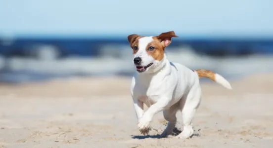 Campings que admiten perros en Cataluña - CampingDirect - Imagen n°1