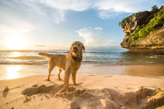 Campingplätze für Hunde