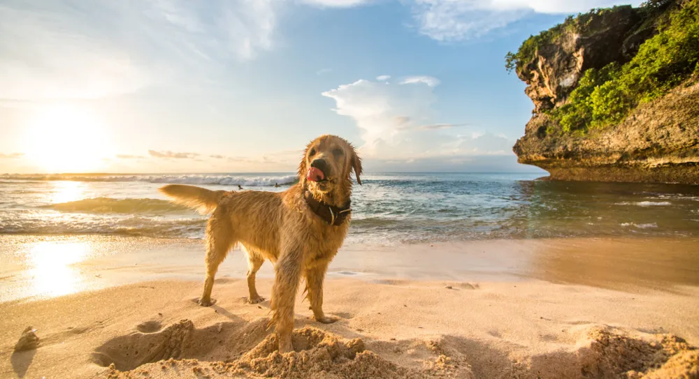 Camping mit Hund: Der ultimative Leitfaden für einen gelungenen Urlaub mit Vierbeiner - CampingDirect