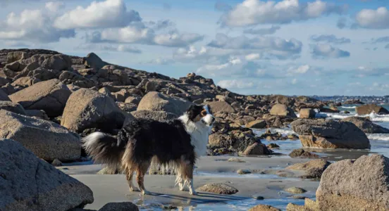 Campings que admiten perros en la Comunidad Valenciana  - CampingDirect - Imagen n°1