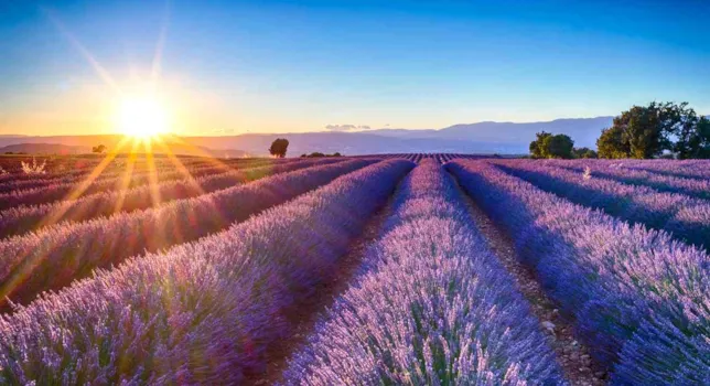 Camping Provence - CampingDirect - Image n°2