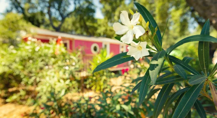 #YourCampingStory – Béatrice Perez, Flower Camping Les Chênes Rouges - CampingDirect