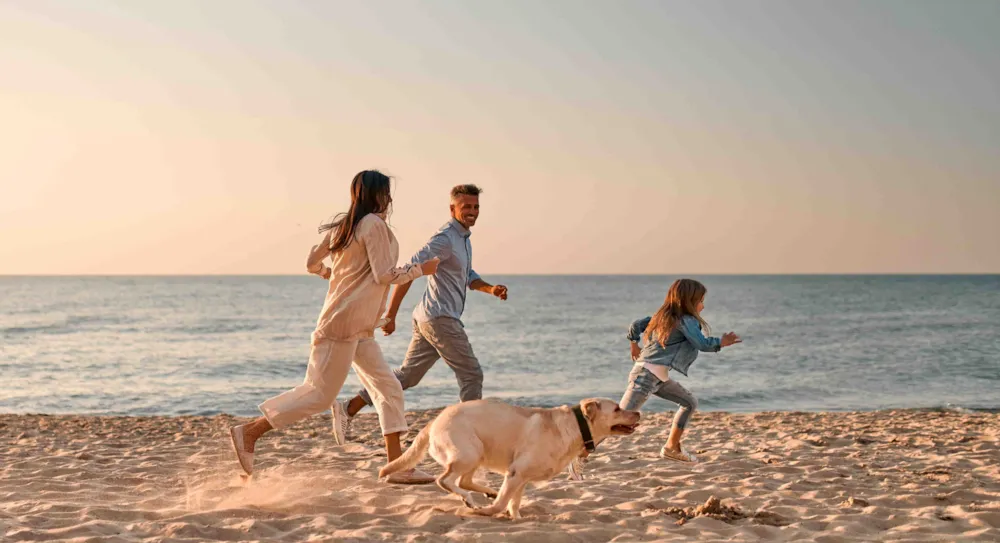 Camping mit Hund: Der ultimative Leitfaden für einen gelungenen Urlaub mit Vierbeiner - CampingDirect