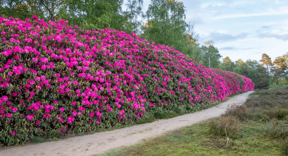 Rododendron in bloei in de buurt van Sprengenberg in het Sallandse Heuvelrug park, Overijssel | Camping Direct