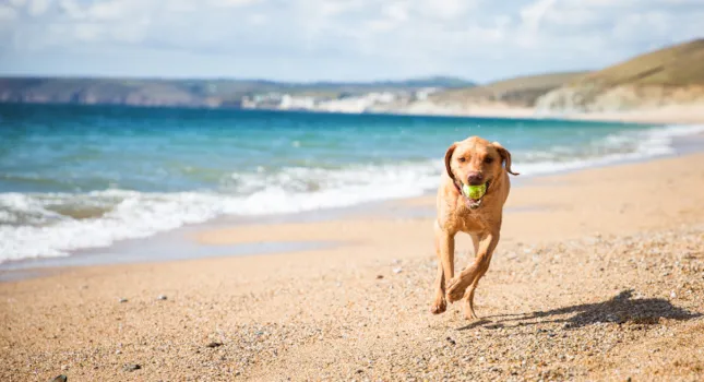 Camping con perros en Alicante - CampingDirect - Imagen n°2