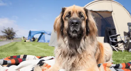 Camping am Gardasee mit Hund - CampingDirect - Bild n°1