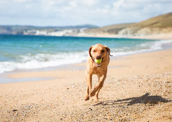 Campings con perros en Alicante - CampingDirect