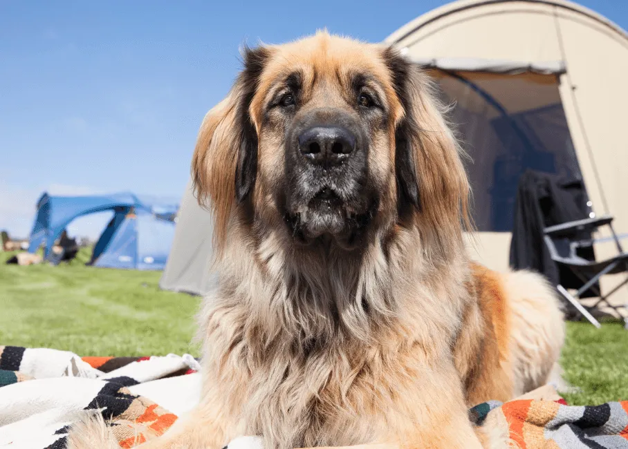 Campings con perros - CampingDirect