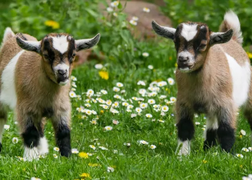 Camping à la ferme - CampingDirect