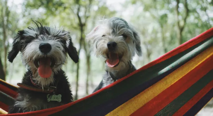 Camping avec son chien - le guide complet - CampingDirect