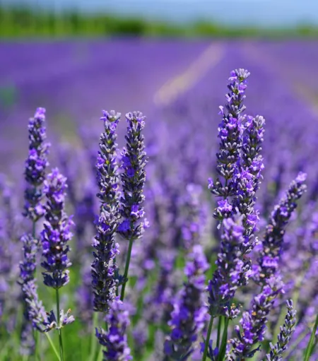 Champ de lavande en fleurs - Naturisme.fr