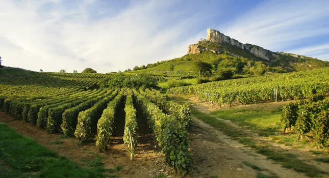 La via del vino, dormire tra i vigneti in Francia - CampingDirect - Immagine n°2