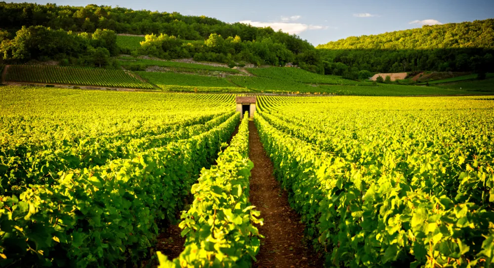 Campeggio e vigneti: alla scoperta delle strade del vino di Bordeaux - CampingDirect - Immagine n°4