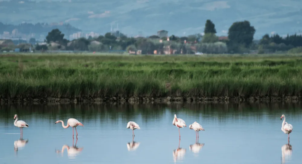 In viaggio lungo la Riviera Romagnola: la nostra guida - CampingDirect - Immagine n°6