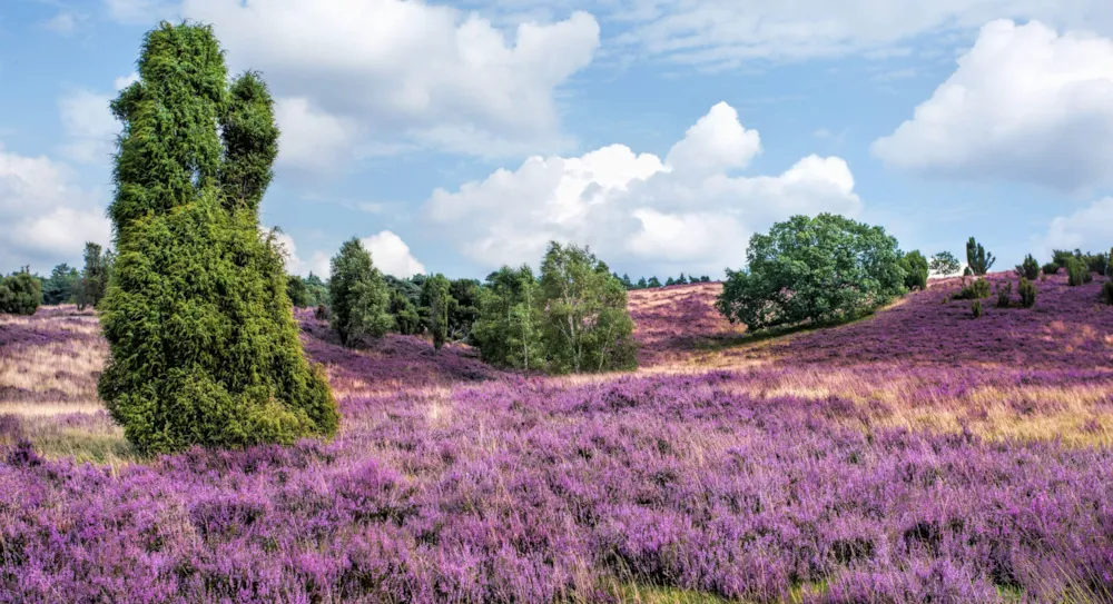 Niedersachsen: Ihr umfassender Reiseguide für Urlaub zwischen Nordsee, Heide und Harz  - CampingDirect - Bild n°3