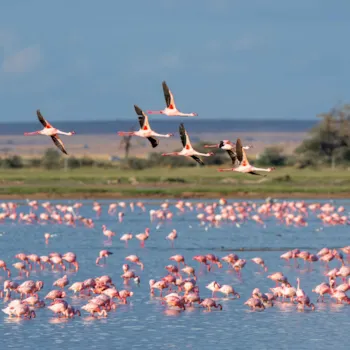 Camargue Héraultaise - Camping Direct