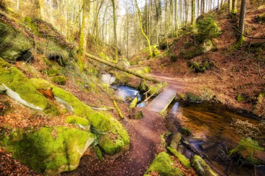 Morgen im Wald im Karlstal bei Trippstadt