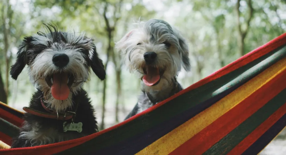 In campeggio con il proprio cane: guida completa per una vacanza pet-friendly - CampingDirect