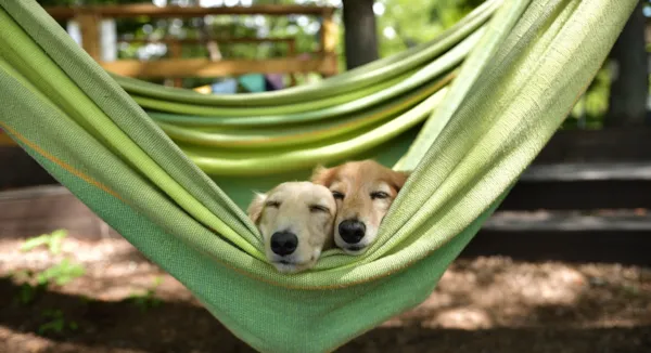 Camping mit Hund: Der ultimative Leitfaden für einen gelungenen Urlaub mit Vierbeiner