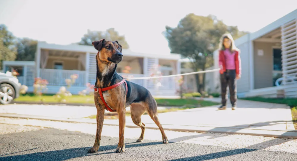 Camping mit Hund: Der ultimative Leitfaden für einen gelungenen Urlaub mit Vierbeiner - CampingDirect - Bild n°3