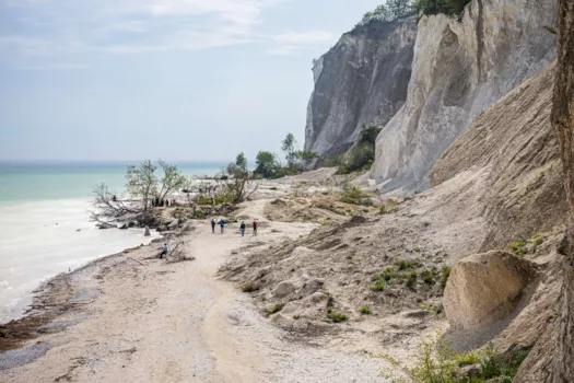 Menschen spazieren zwischen umgestürzten Bäumen am Fuße der Klippen von Møns Klint