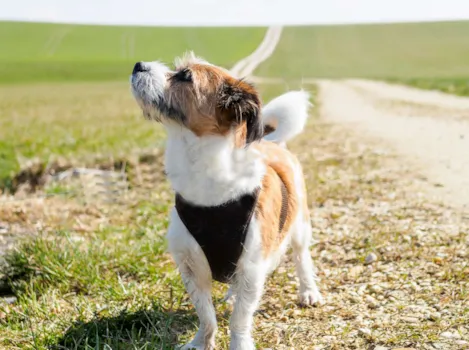 Kleiner Hund auf einem Feldweg. Blick nach oben.