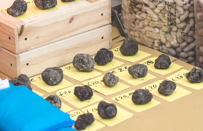 Trüffelsaison. Auslage verschiedener Trüffel auf einem Trüffelmarkt im Périgord, Frankreich