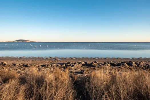 Blick auf den Etang de Thau mit Flamingos am Horizont