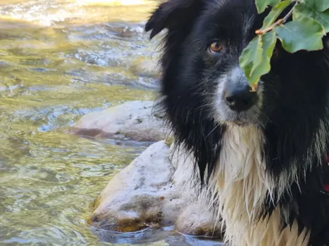 Schwarz-weißer Hund, der hinter einem Busch an einem Fluss hervorschaut