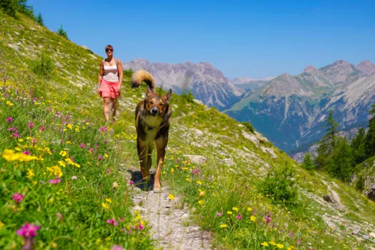 Ein Hund und eine Frau spazieren auf einem von Wildblumen gesäumten Bergpfad in den Hautes-Alpes, Frankreich.