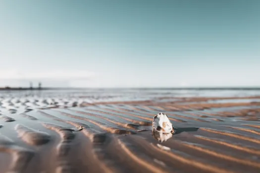 Nahaufnahme einer Muschel bei Ebbe im Wattenmeer, Norddeutschland