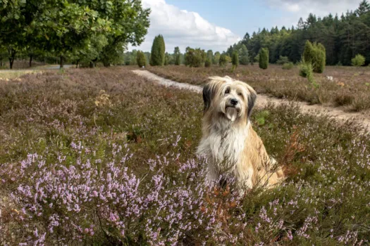 Hund in einer Heidelandschaft