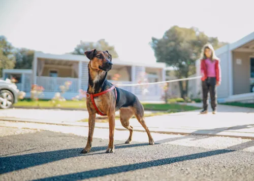 Camping con perros en Valencia - CampingDirect