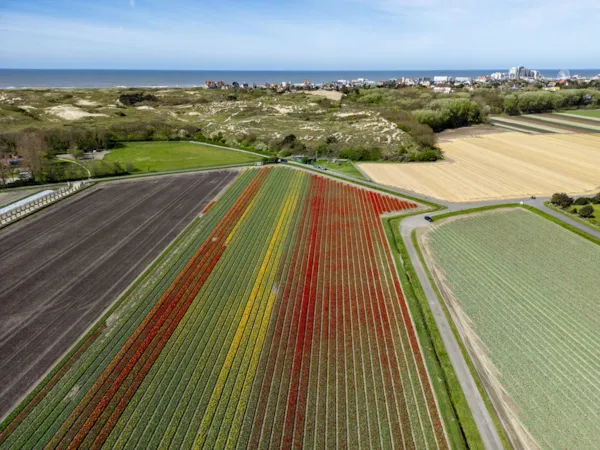 Tulpenfeld an einem sonnigen Frühlinstag, Noordwijk, niederländische Küste