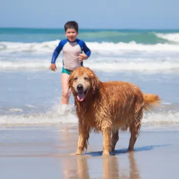Campings con perros en Alicante - Camping Direct