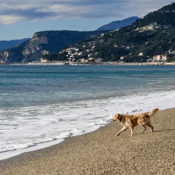 Ein Golden Retriever am Strandufer mit der Küste im Hintergrund, Varigotti, Savona, Ligurien, Italien