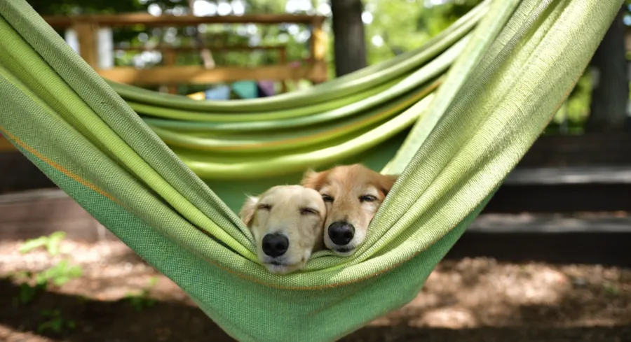 Zwei Hunde schlafen in einer Hängematte.