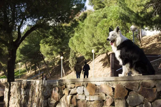 Border Collie sitzt auf einer Steinmauer im Park, Barcelona, Spanien