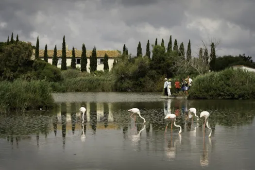 Touristen beobachten Flamingos in der Camargue