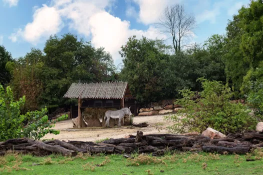 Zebra im italienischen Zoo. Der Parco Natura Viva ist ein Safari- und Zoopark in Bussolengo in Venetien, nahe dem Gardasee, Norditalien,