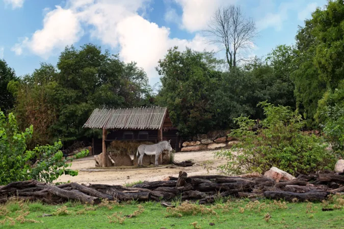 Zebra im italienischen Zoo. Der Parco Natura Viva ist ein Safari- und Zoopark in Bussolengo in Venetien, nahe dem Gardasee, Norditalien,