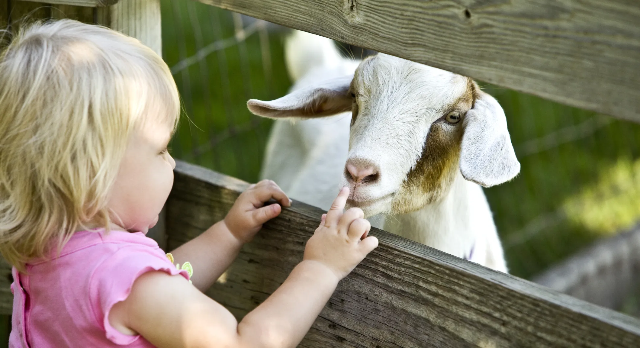 Campings met kinderboerderij - CampingDirect