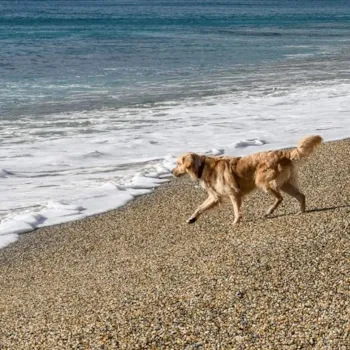 Ein Golden Retriever am Strandufer mit der Küste im Hintergrund, Varigotti, Savona, Ligurien, Italien