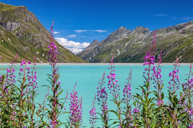 Blick auf den türkisfarbenen Silvretta-Stausee mit Alpenblumen im Vordergrund und blauem Himmel, Vorarlberg, Österreichische Alpen