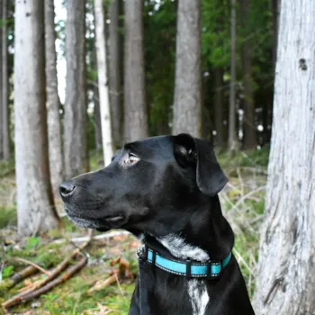 Schwarzer Hund im Wald