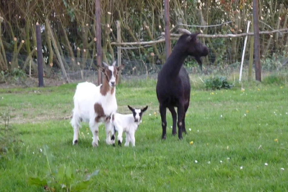 Camping Ushuaïa Villages Les Pommiers Pays d'Auge