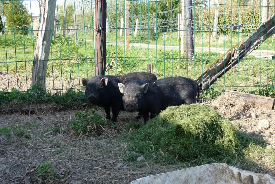 Camping Ushuaïa Villages Les Pommiers Pays d'Auge