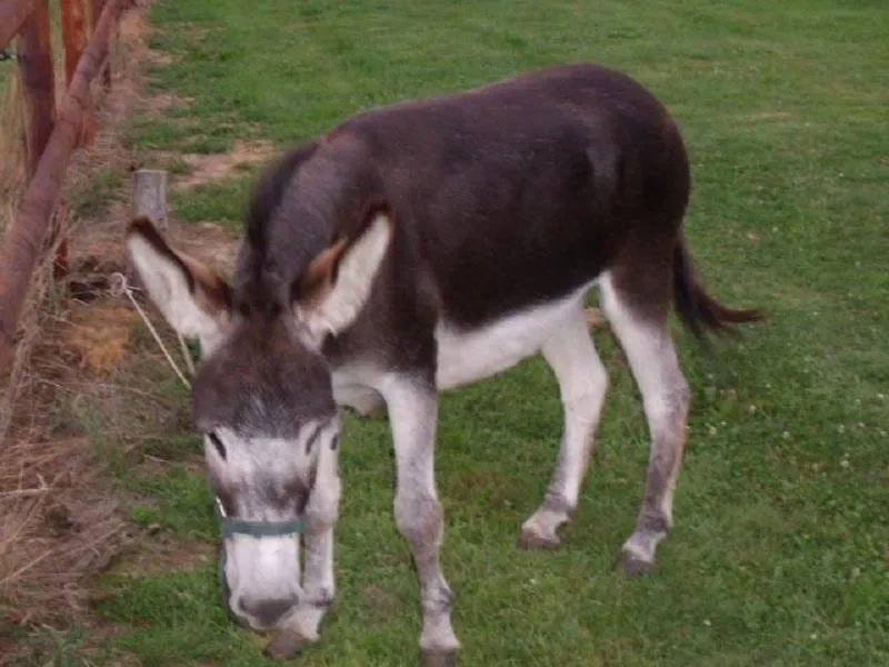 Camping Ushuaïa Villages Les Pommiers Pays d'Auge