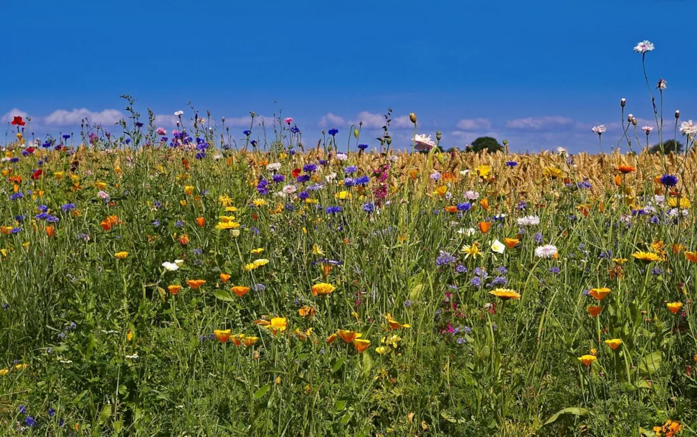 Ballum Camping - image n°32 - UniversalBooking